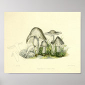  1855 champignons, bruin, wit, afdrukken poster (Voorkant)