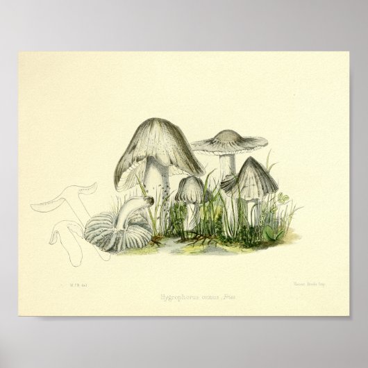  1855 champignons, bruin, wit, afdrukken poster (Voorkant)