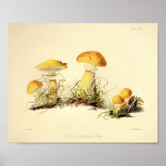  1855 Paddenstoelen Geel Pet Kunst Afdrukken Poster (Voorkant)