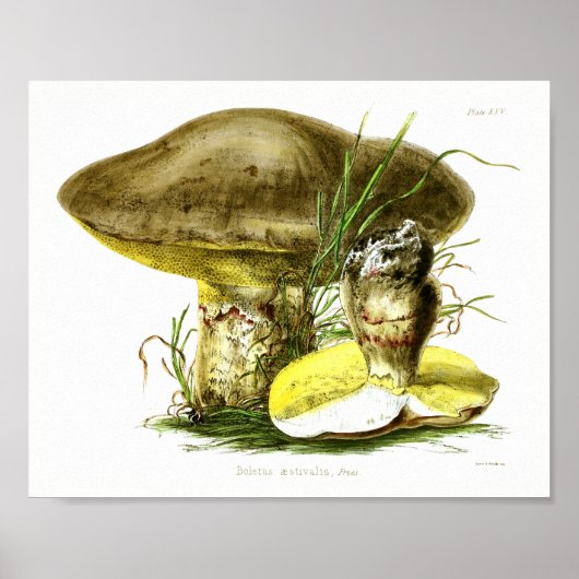 1855 paddenstoelen met bruin geel kunstwerk poster (Voorkant)