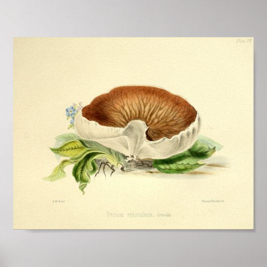  1855 paddenstoelen White Brown Art-afdrukken Poster (Voorkant)