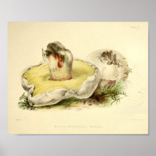  1855 paddenstoelen Witte Pet Kunst afdrukken Poster