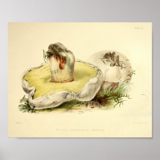 1855 paddenstoelen Witte Pet Kunst afdrukken Poster (Voorkant)