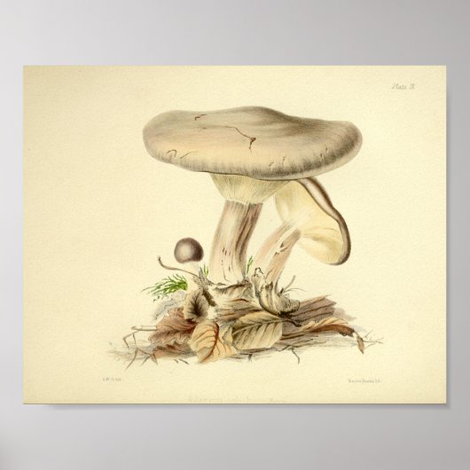  1855 paddenstoelen Witte Pet Kunst afdrukken Poster (Voorkant)