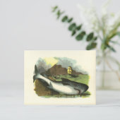  1859 Shark FolkArt Illustratie Briefkaart (Staand voorkant)