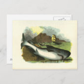 1859 Shark FolkArt Illustratie Briefkaart (Voorkant / Achterkant)