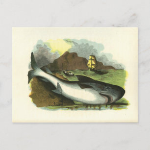  1859 Shark FolkArt Illustratie Briefkaart