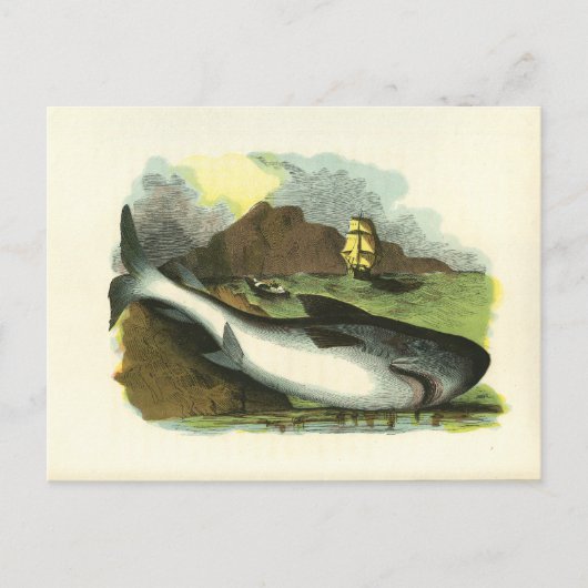  1859 Shark FolkArt Illustratie Briefkaart (Voorkant)