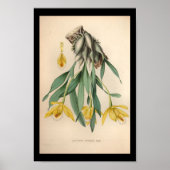 1860  orchidee ventilator afdrukgeel poster (Voorkant)