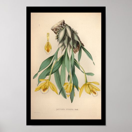 1860  orchidee ventilator afdrukgeel poster (Voorkant)