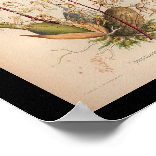 1860  orchidee ventilator afdrukgeel poster (Hoek)