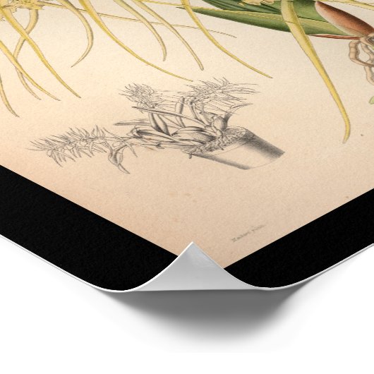 1860 orchidee ventilator afdrukgeel poster (Hoek)