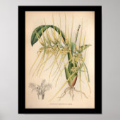 1860 orchidee ventilator afdrukgeel poster (Voorkant)