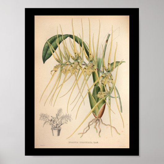 1860 orchidee ventilator afdrukgeel poster (Voorkant)