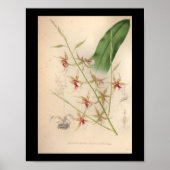 1860  orchidee ventilator afdrukken Bleek Poster (Voorkant)