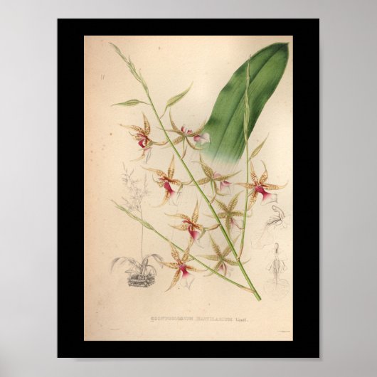 1860 orchidee ventilator afdrukken Bleek Poster (Voorkant)