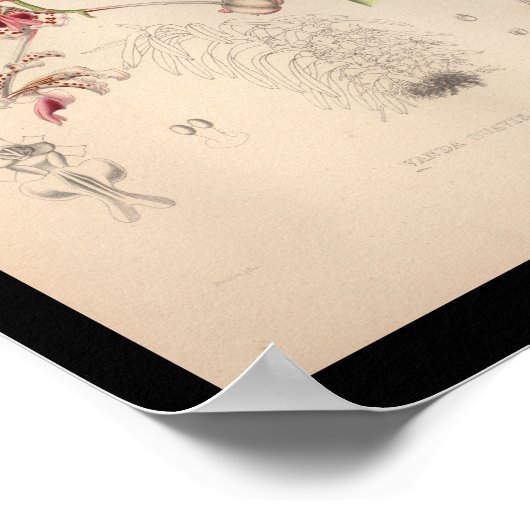 1860  orchidee ventilator afdrukken poster (Hoek)