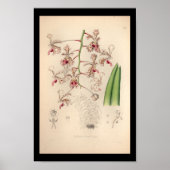 1860  orchidee ventilator afdrukken poster (Voorkant)