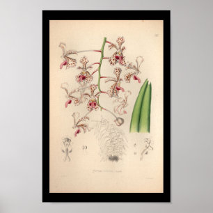 1860  orchidee ventilator afdrukken poster
