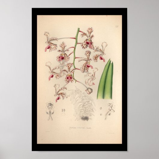 1860  orchidee ventilator afdrukken poster (Voorkant)