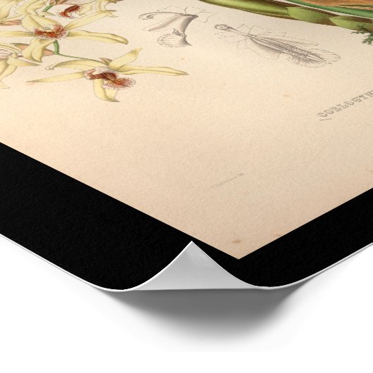 1860  orchidee ventilator afdrukken poster (Hoek)