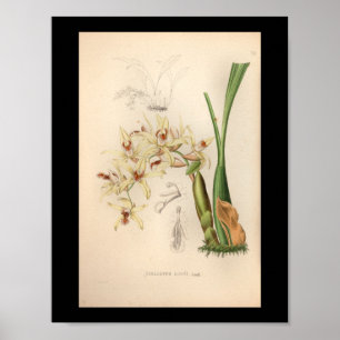 1860  orchidee ventilator afdrukken poster