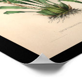 1860  orchidee ventilator afdrukken poster (Hoek)