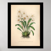 1860  orchidee ventilator afdrukken poster (Voorkant)
