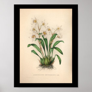 1860  orchidee ventilator afdrukken poster