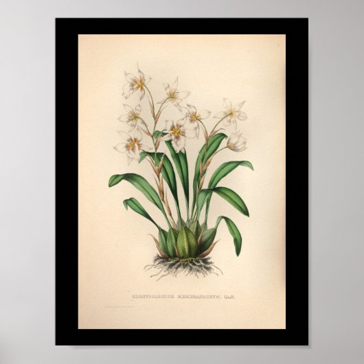 1860  orchidee ventilator afdrukken poster (Voorkant)