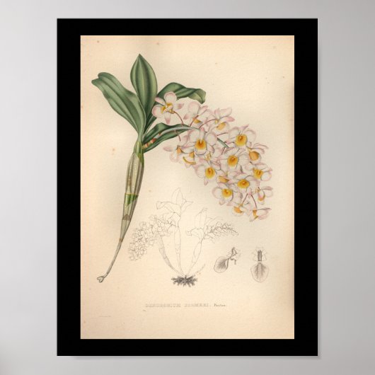 1860  orchidee ventilator afdrukken poster (Voorkant)