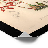 1860  orchidee ventilator afdrukken poster (Hoek)