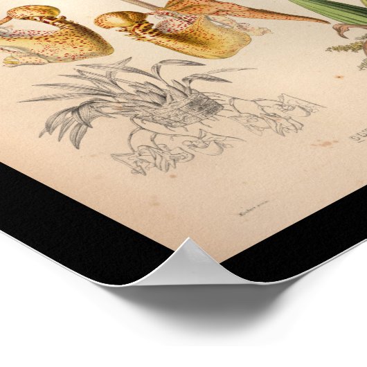 1860 orchidee ventilator AfdrukOranje geplaatst Poster (Hoek)