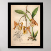 1860 orchidee ventilator AfdrukOranje geplaatst Poster (Voorkant)