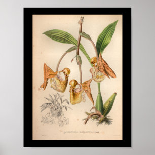 1860 orchidee ventilator AfdrukOranje geplaatst Poster