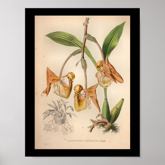 1860 orchidee ventilator AfdrukOranje geplaatst Poster (Voorkant)
