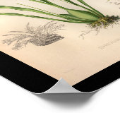 1860  orchidee ventilator AfdrukPaars geplaatst Poster (Hoek)