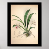 1860 orchidee ventilator afdrukroze poster (Voorkant)
