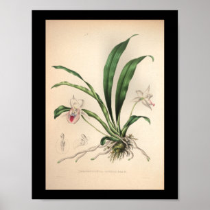 1860  orchidee ventilator afdrukroze poster