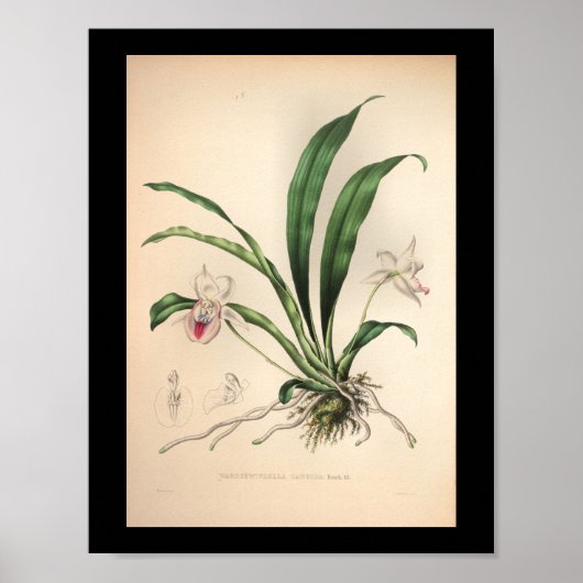 1860 orchidee ventilator afdrukroze poster (Voorkant)
