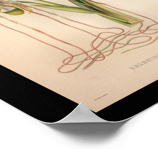 1860  orchidee ventilator afdrukroze poster (Hoek)