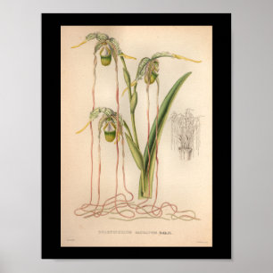 1860 orchidee ventilator afdrukroze poster