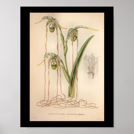 1860  orchidee ventilator afdrukroze poster (Voorkant)