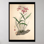1860 orchidee ventilator afdrukroze poster (Voorkant)