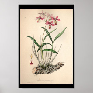 1860  orchidee ventilator afdrukroze poster