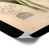 1860  orchidee ventilator afdrukroze poster (Hoek)