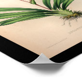 1860  orchidee ventilator Paars afdrukken Poster (Hoek)