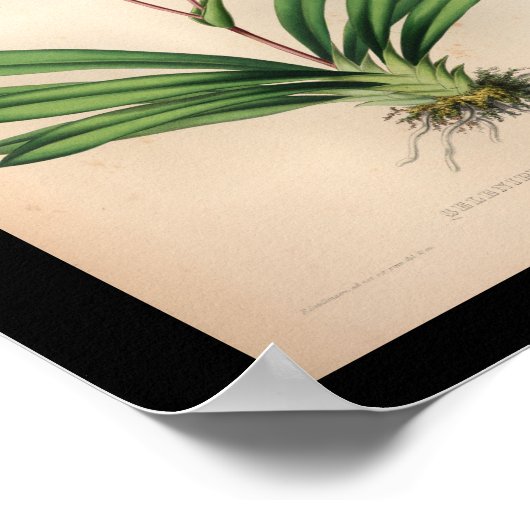 1860  orchidee ventilator Paars afdrukken Poster (Hoek)