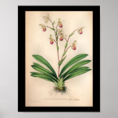 1860  orchidee ventilator Paars afdrukken Poster (Voorkant)