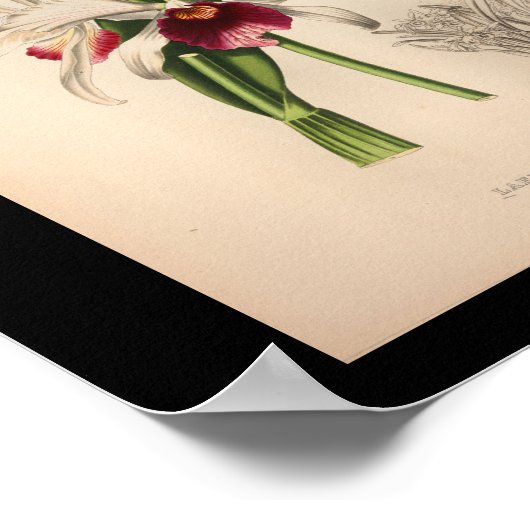 1860  orchidee ventilator Paars afdrukken Poster (Hoek)